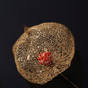 Physalis