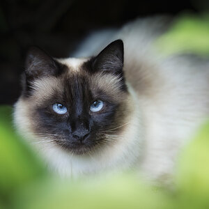 Nachbars Katze