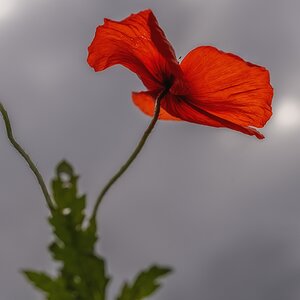 hk_250607_mohn.jpg