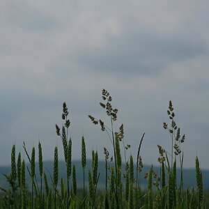 Graslandschaft