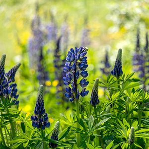 Blaue-Lupine