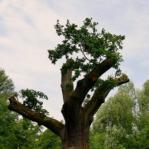 Der Baum im Juni