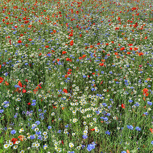 Sommerwiese