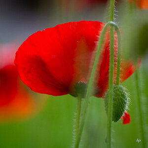 Mohn