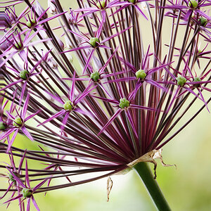 Alium
