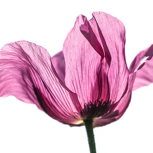 Backmohn