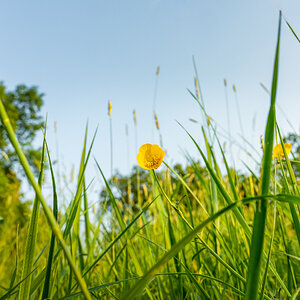 Auf der Wiese ...