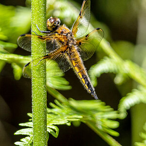 Vierfleck Libelle