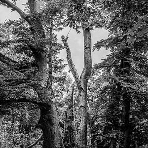 Im Wald