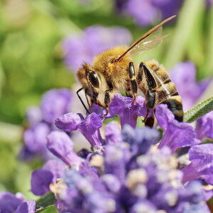 Fleißiges Bienchen.