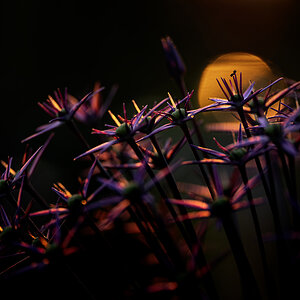 Alium