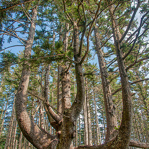 Octopus Tree