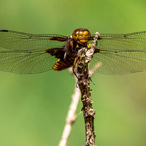 Plattbauchlibelle