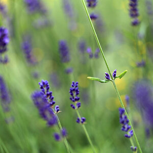 Lavendel.jpg