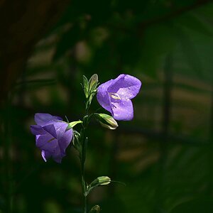 Im Sommerlicht