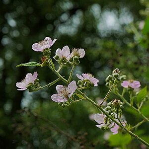 Brombeer-Bokeh