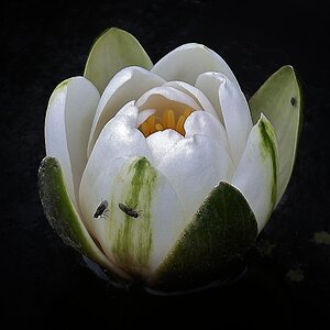 Seerose