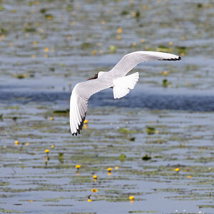 Rundflug