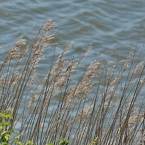 Gräser am Wasser