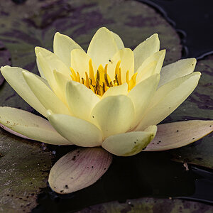 Seerose in zartem Licht