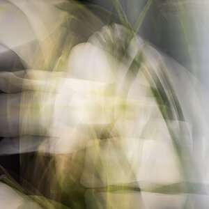 Glockenblume