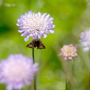 Braune Tageule auf einer Witwenblumen Wiese