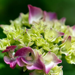 Hortensie
