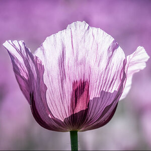 Mohn