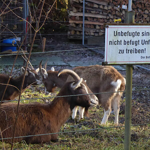 Der Befugte.jpg
