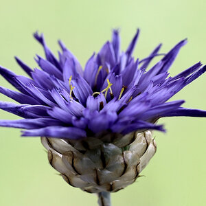 Rasselblume