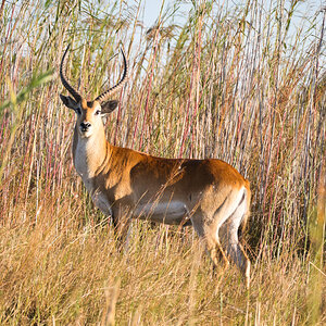 Letschwe Antilope