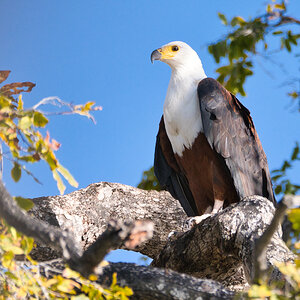 Schreiseeadler
