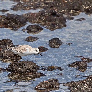 Sanderling