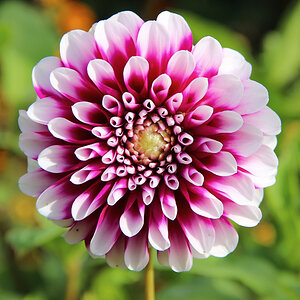 Dahlie