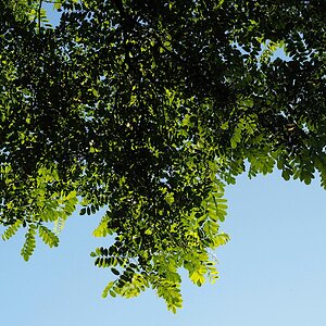 Robinie, mal von unten