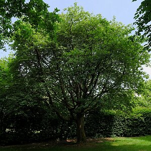 Juni-Grün