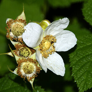 Unbekannte Blume