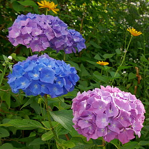 Drei Farben Lila
