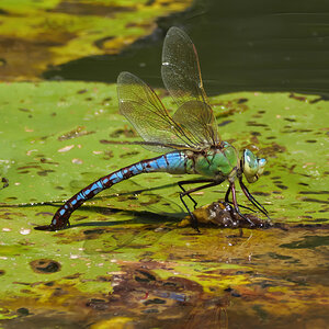 Große Königslibelle (Anax imperator)