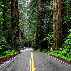 Avenue of the Giants.jpg