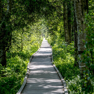 Durch Wald und Moor Richtung Wildsee