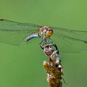 Libelle