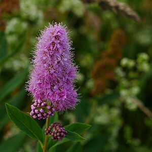 Bienenfreundlich