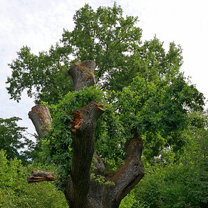 Der Baum im Juli