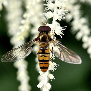 Schwebfliege