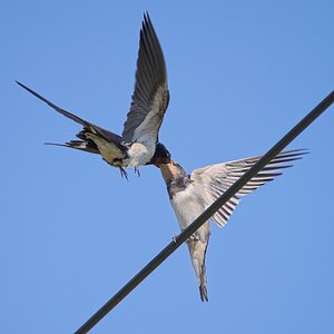 Rauchschwalben (2/2)