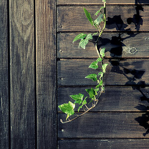Schatten