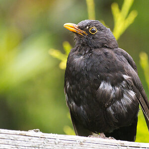Nur eine Amsel