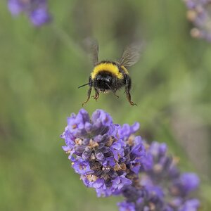 Dunkle Erdhummel im Anflug auf den Lavendel