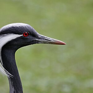 Red Eye